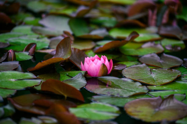 a view on a vibrant green pond with colorful water lilies also known as nymphaea alba or lotus flowers. - bentham imagens e fotografias de stock