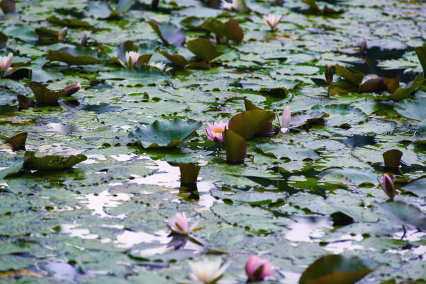 a view on a vibrant green pond with colorful water lilies also known as nymphaea alba or lotus flowers. - bentham imagens e fotografias de stock