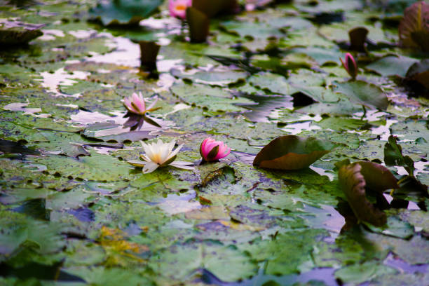 a view on a vibrant green pond with colorful water lilies also known as nymphaea alba or lotus flowers. perfect natural background with water lilies. - bentham imagens e fotografias de stock