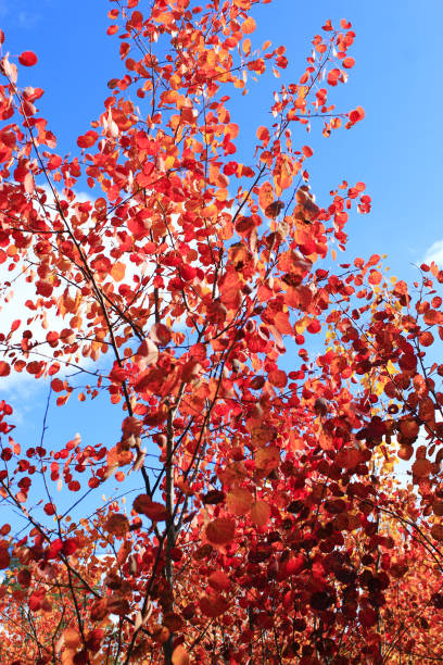 istock red leaves of asp in the autumn 814087262