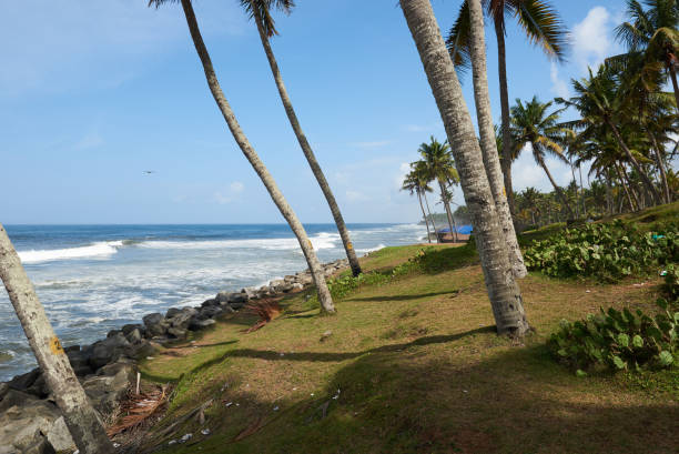 istock Coconut palms on  a rock strewn beach pounded by rough waves 814089374