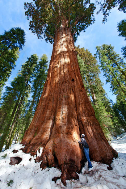 beneficiário de sequoia np - sequoia national forest - fotografias e filmes do acervo