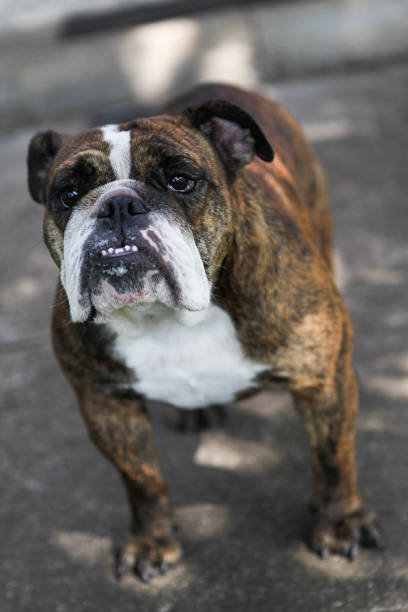 istock English Bulldog in Eagle Point 814093632