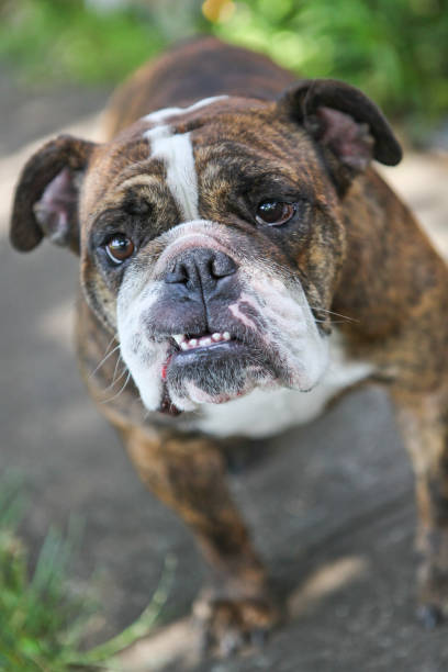 istock English Bulldog in Eagle Point 814093702
