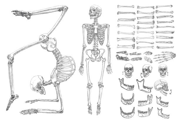 Human anatomy drawing monochrome set with skeletons and single bones isolated on white background. Character creation set with moving arms, legs, jaw on skull and fingers on wrist Vector illustration. Vector illustration. human joint stock illustrations