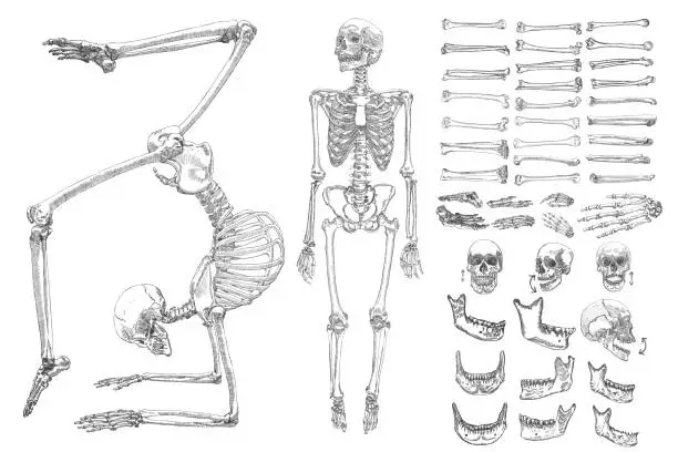 Vector illustration of Human anatomy drawing monochrome set with skeletons and single bones isolated on white background. Character creation set with moving arms, legs, jaw on skull and fingers on wrist Vector illustration.