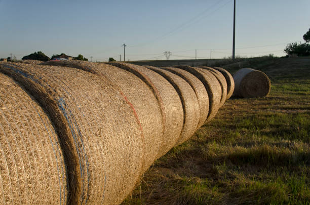 istock Row of straw round bales 814099370