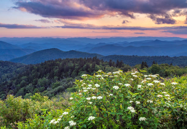 tramonto floreale primaverile di montagna blue ridge - great smoky mountains foto e immagini stock