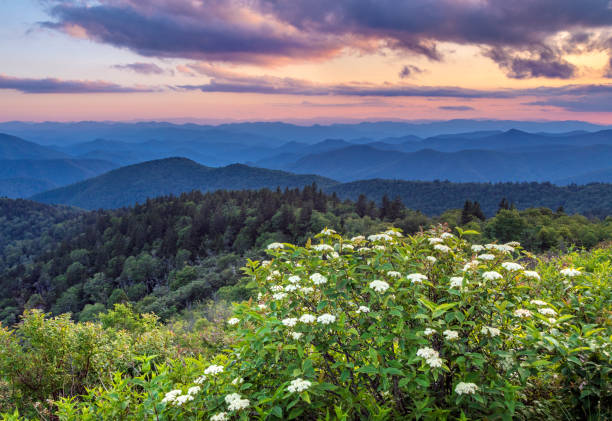 blue ridge górski wiosenny kwiat słońca - great smoky mountains zdjęcia i obrazy z banku zdjęć