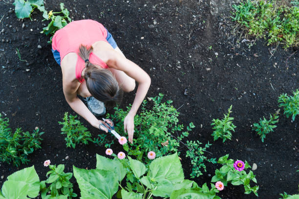 istock Trimming Zinnias 814110852