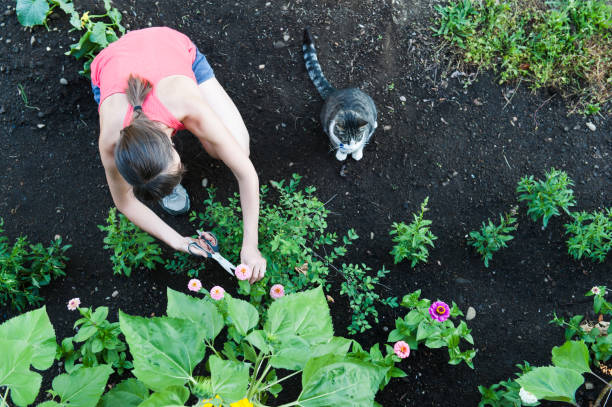 обрезка зинниас - gardening women vegetable formal garden стоковые фото и изображения