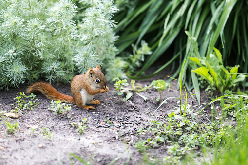 Young Red Squirrel in a summertime flower garden.