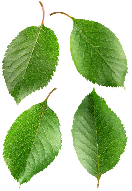 istock cherry leaves isolated on a white background 814113438