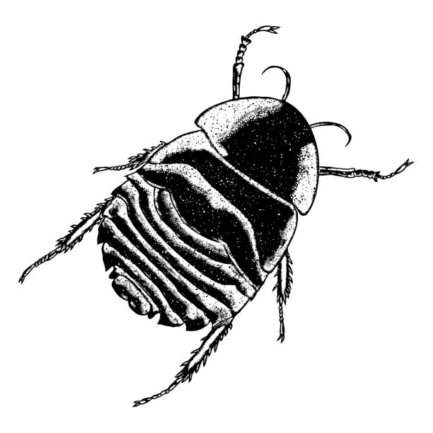 istock Insect stipple drawing isolated. Cockroach or bug in trendy embroidery stippling and hatching, shading style. Vector. 814113500