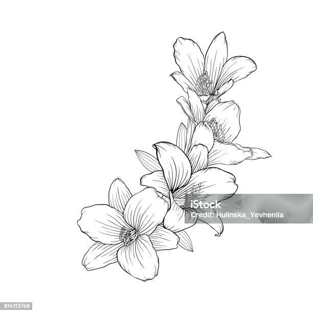 Black And White Bouquet Lily Isolated On Background Stock Illustration - Download Image Now