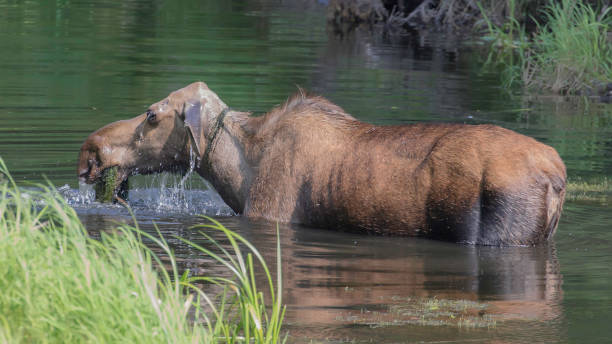 istock Cow Moose in Alaska 814116074