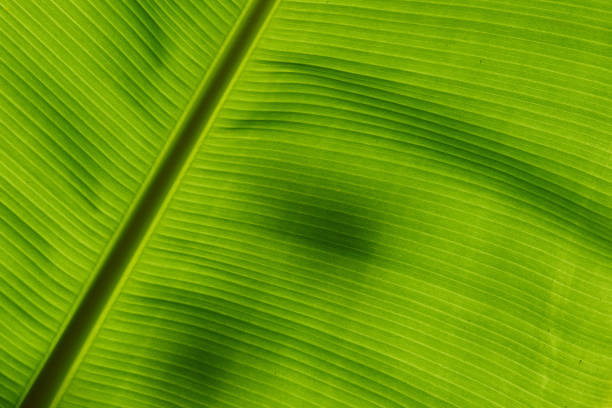 istock Underside of a banana leaf backlit by the sun 814118196