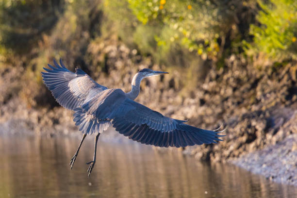 istock Great blue heron landing  in a North California marsh 814120890