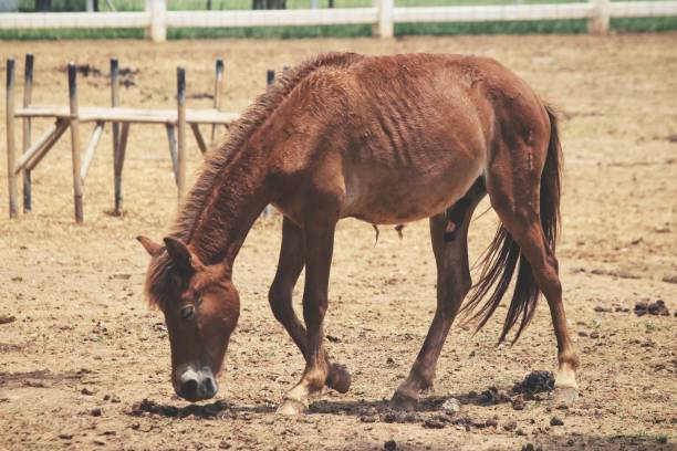 istock Horse in the farm 814125156