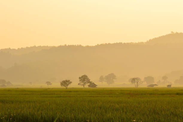 istock A small hut in the rice field at sunset. 814125450