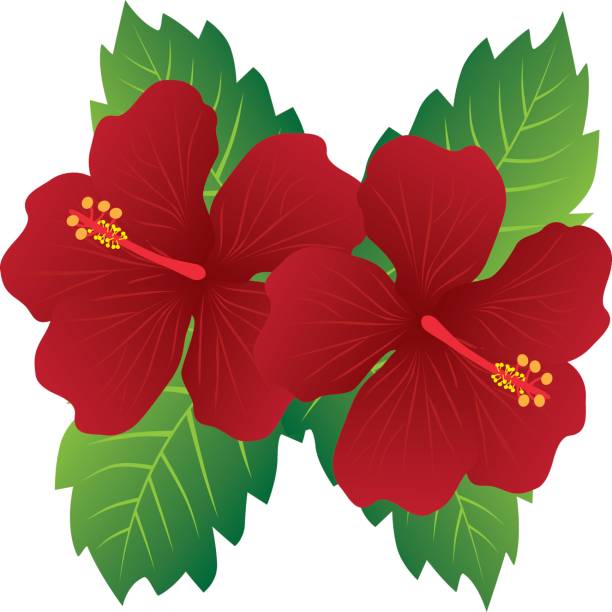 Red Hibiscus Flowers with Leaves Color Illustration Malaysia National Flower Red Hibiscus flowers with leaves color illustration rosa chinensis stock illustrations