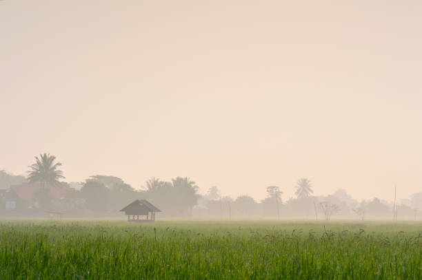 istock A small hut in the rice field at sunset. 814127596