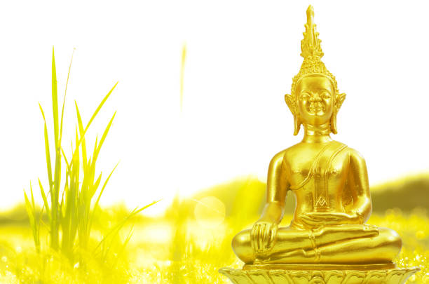 istock field of grass and sun in morning 814135538