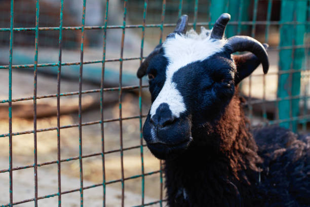 istock the domestic goat 814138308