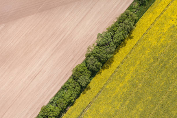 istock aerial view of the harvest fields 814143154