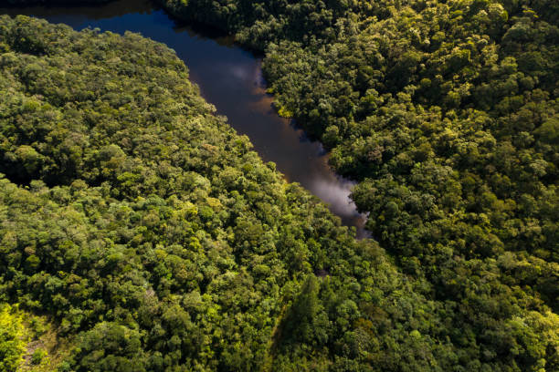 istock Top View of River in Rainforest 814147968