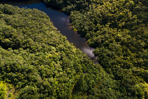 Top View of River in Rainforest