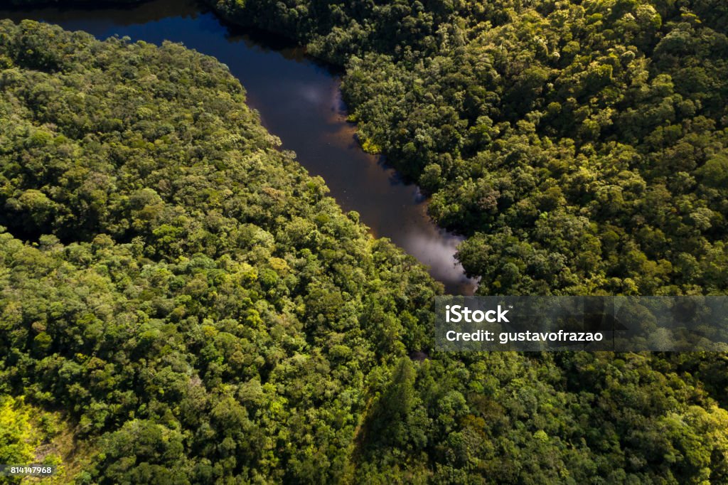 Top View of River in Rainforest Gabon Stock Photo