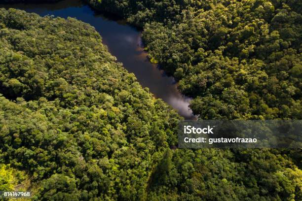 Top View Of River In Rainforest Stock Photo - Download Image Now - Gabon, Forest, Rainforest