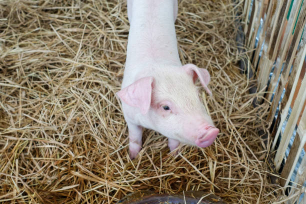 istock little pig in the stall 814160496