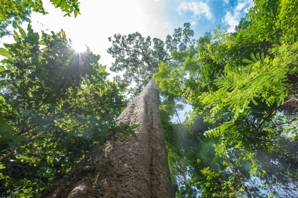 istock Big tree : Looking up large tree remaining in the wild today. 814162988