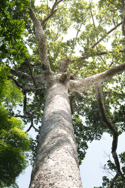 istock Big tree : Looking up large tree remaining in the wild today. 814163018