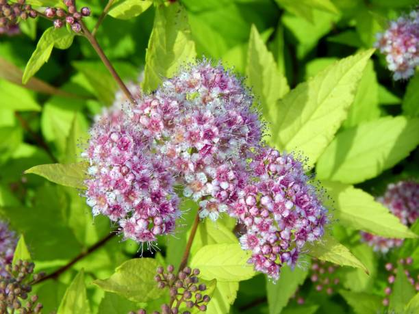istock Pink flowers on a bush branch 814167634