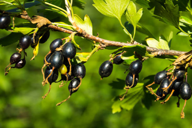 istock Black currant berries on a bush close-up 814167820