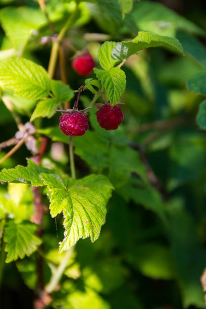 istock Ripe raspberries on a bush in garden 814167844