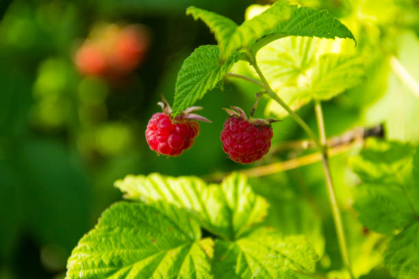 istock Ripe raspberries on a bush in garden 814167858