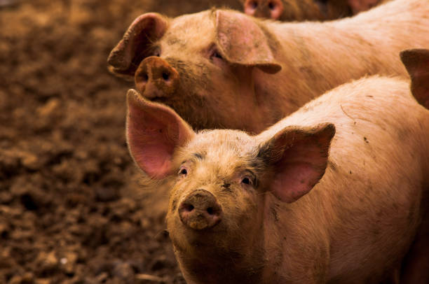 istock Pigs grazing outdoors in muddy farm field 814173274