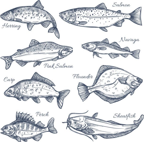 deniz balık kroki izole vektör simgeler - pembe somon stock illustrations