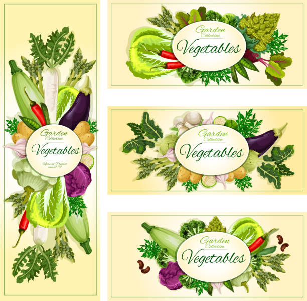 warzywa ekologiczne wegetariańskie banery żywności - vegetable leek kohlrabi radish stock illustrations