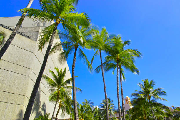 Palm trees in Waikiki Hotel District, Hawaii