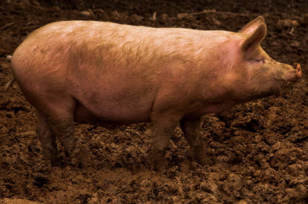 istock Pigs grazing outdoors in muddy farm field 814178430