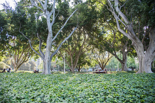 Sydney,NSW,Australia-November 18,2016: People walking and relaxing on the benches under the fig trees at Hyde Park in downtown Sydney, Australia.