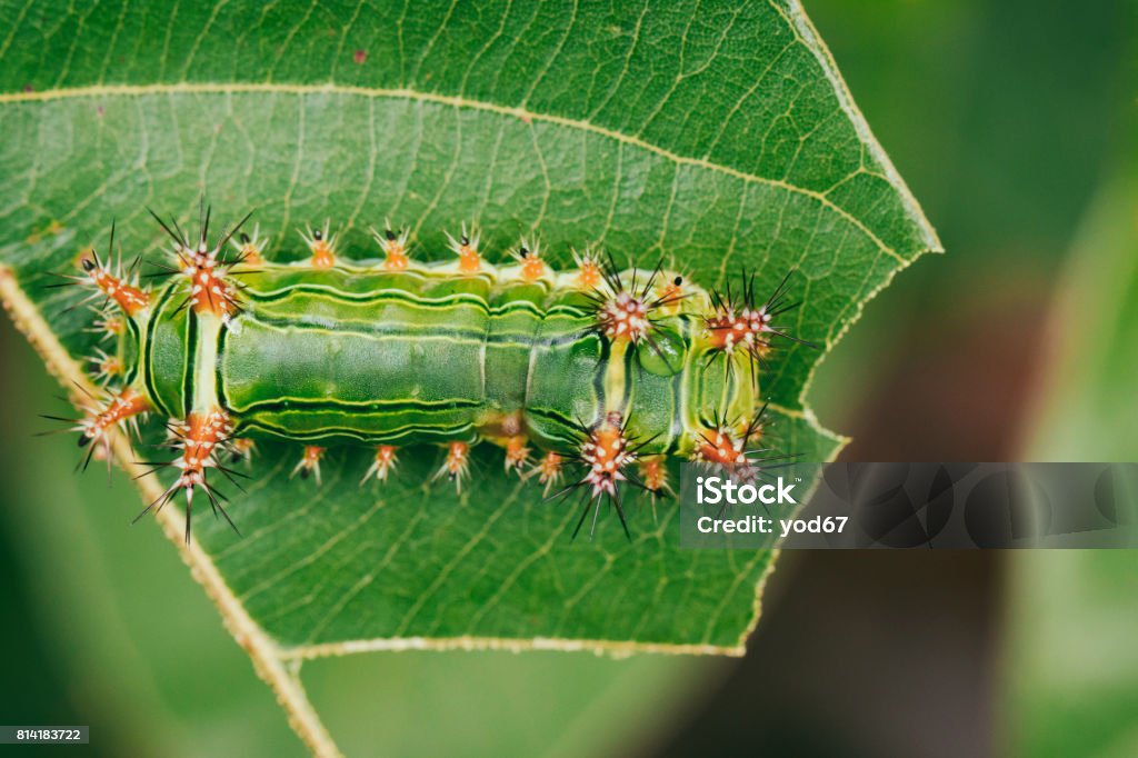 Image Of Stinging Nettle Slug Caterpillar Green Marauder On Green Leaves  Insect Animal Stock Photo - Download Image Now - iStock