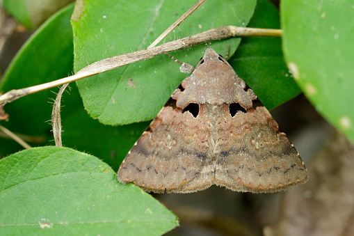 Image of brown butterfly(Moth) on green leaves. Insect Animal