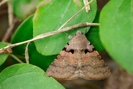 Imagen de butterfly(Moth) marrón en las hojas verdes. Animales insectos photo