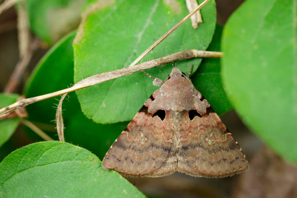 obraz brązowego motyla (ćma) na zielonych liściach. zwierzę owadów - moth zdjęcia i obrazy z banku zdjęć
